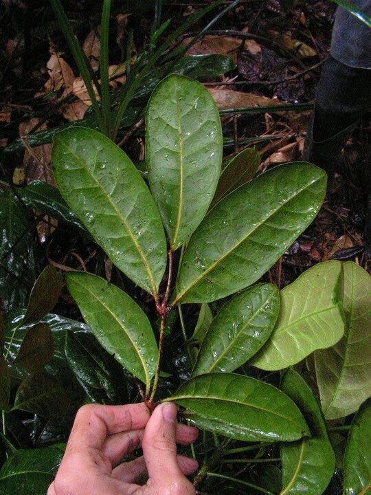 Ένα έγχυμα με βάση τα φύλλα catuaba θα αυξήσει την ισχύ πριν από το σεξ