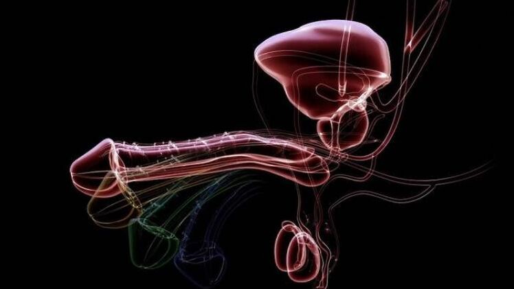 Γιατί εμφανίζονται εκκρίσεις όταν οι άνδρες είναι ενθουσιασμένοι και είναι φυσιολογικό;